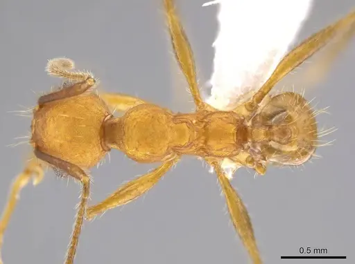 Pheidole gulo specimen CASENT0604487 image casent0604487_1