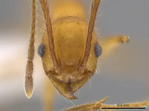 Pheidole gulo specimen CASENT0604487 image casent0604487_2
