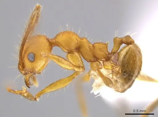 Pheidole gulo specimen CASENT0604487 image casent0604487_3