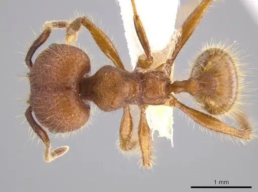 Pheidole gulo specimen CASENT0604488 image casent0604488_1
