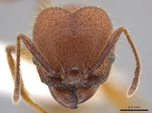 Pheidole gulo specimen CASENT0604488 image casent0604488_2