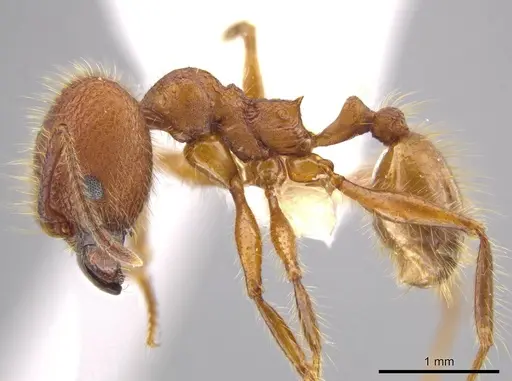 Pheidole gulo specimen CASENT0604488 image casent0604488_3