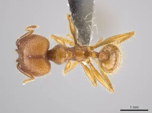 Pheidole gulo specimen CASENT0612690 image casent0612690_1