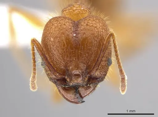 Pheidole gulo specimen CASENT0612690 image casent0612690_2