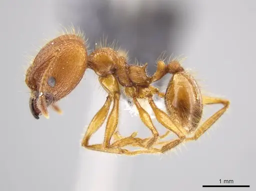 Pheidole gulo specimen CASENT0612690 image casent0612690_3