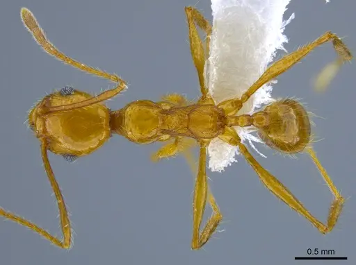Pheidole gulo specimen CASENT0612691 image casent0612691_1
