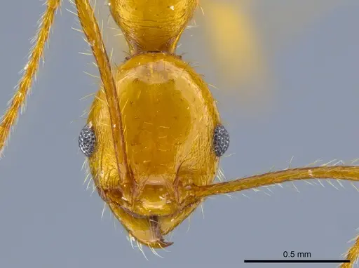 Pheidole gulo specimen CASENT0612691 image casent0612691_2