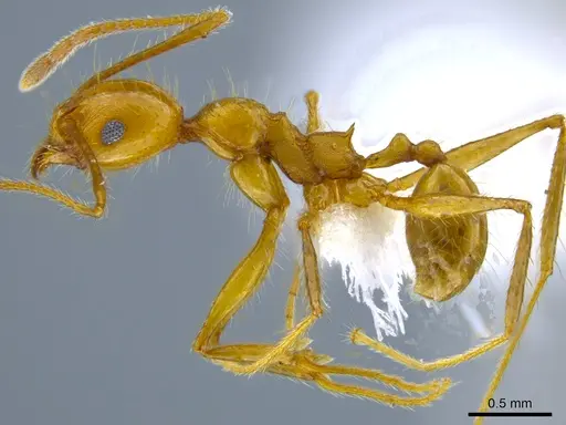 Pheidole gulo specimen CASENT0612691 image casent0612691_3