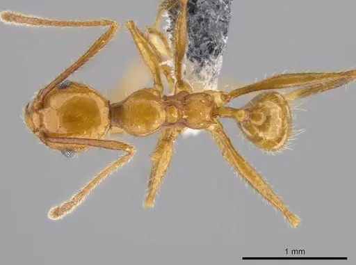 Pheidole gulo specimen CASENT0612692 image casent0612692_1