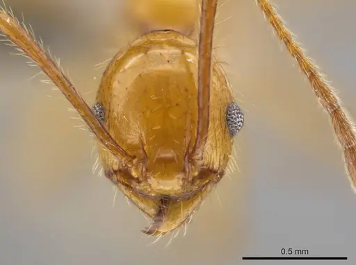 Pheidole gulo specimen CASENT0612692 image casent0612692_2