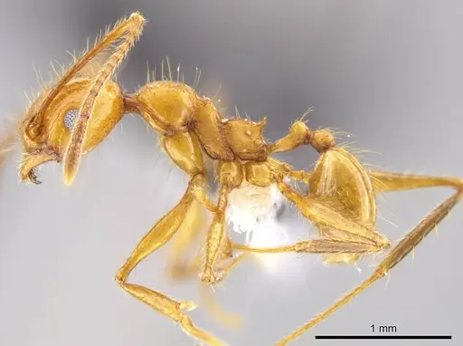 Pheidole gulo specimen CASENT0612692 image casent0612692_3