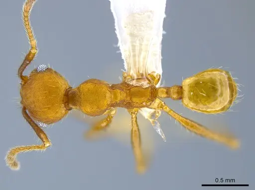 Pheidole gulo specimen CASENT0619619 image casent0619619_1