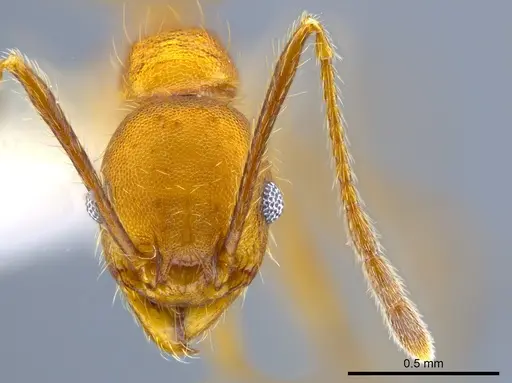 Pheidole gulo specimen CASENT0619619 image casent0619619_2