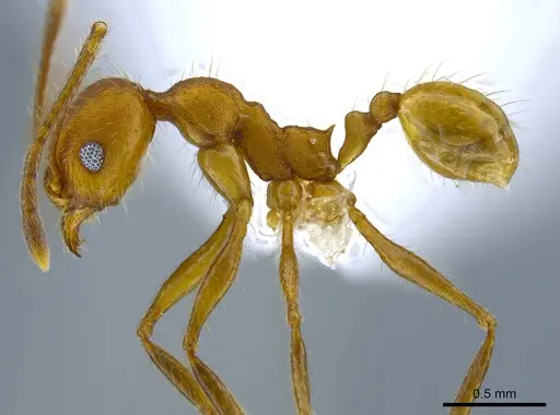 Pheidole gulo specimen CASENT0619619 image casent0619619_3