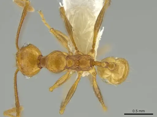 Pheidole gulo specimen CASENT0640513 image casent0640513_1
