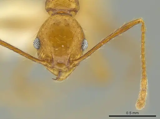 Pheidole gulo specimen CASENT0640513 image casent0640513_2