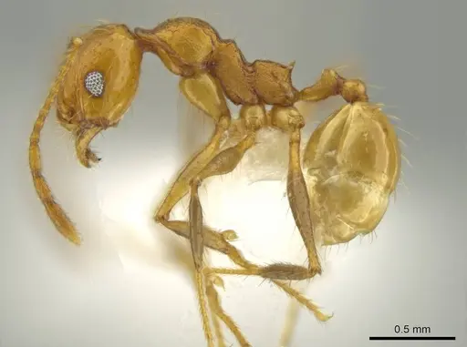 Pheidole gulo specimen CASENT0640513 image casent0640513_3