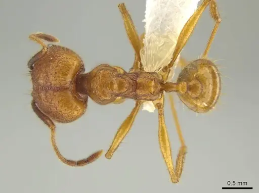 Pheidole gulo specimen CASENT0640514 image casent0640514_1