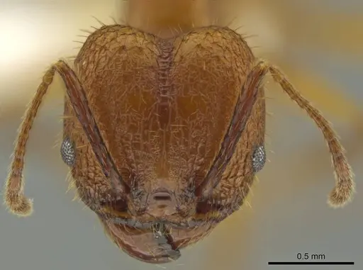 Pheidole gulo specimen CASENT0640514 image casent0640514_2