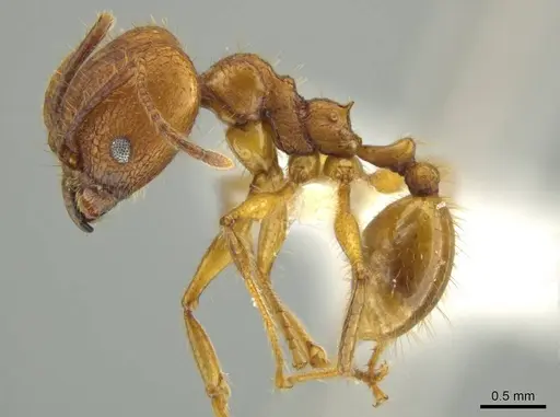 Pheidole gulo specimen CASENT0640514 image casent0640514_3