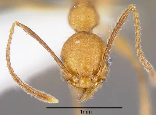 Pheidole gulo specimen INB0003690222 image inb0003690222_1
