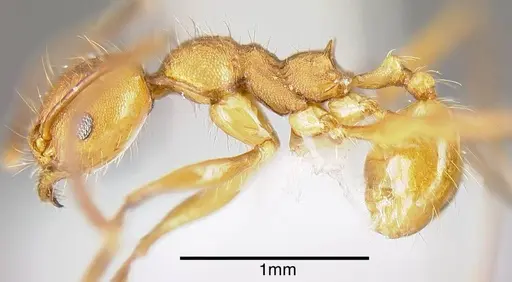 Pheidole gulo specimen INB0003690222 image inb0003690222_2