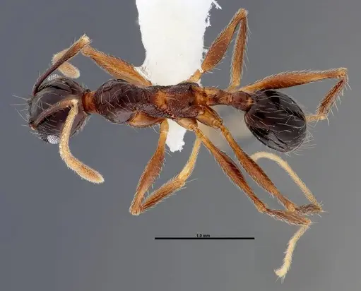 Pheidole gymnoceras specimen CASENT0608954 image casent0608954_1