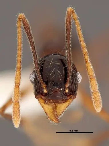 Pheidole gymnoceras specimen CASENT0608954 image casent0608954_2