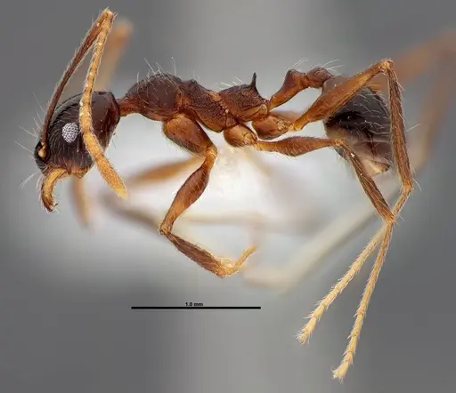 Pheidole gymnoceras specimen CASENT0608954 image casent0608954_3