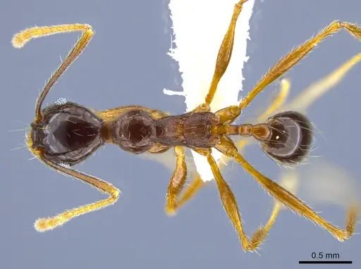 Pheidole gymnoceras specimen CASENT0608955 image casent0608955_1