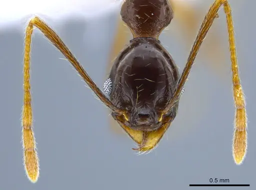 Pheidole gymnoceras specimen CASENT0608955 image casent0608955_2
