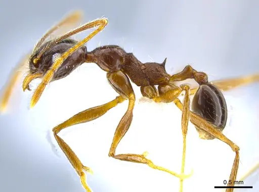 Pheidole gymnoceras specimen CASENT0608955 image casent0608955_3