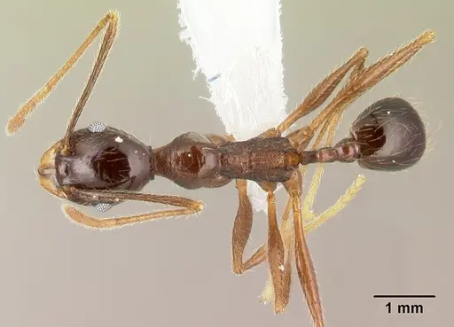 Pheidole gymnoceras specimen CASENT0608958 image casent0608958_1