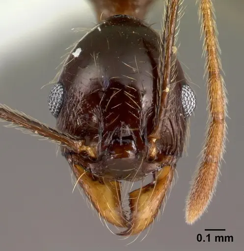 Pheidole gymnoceras specimen CASENT0608958 image casent0608958_2