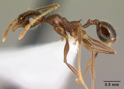 Pheidole gymnoceras specimen CASENT0608958 image casent0608958_3