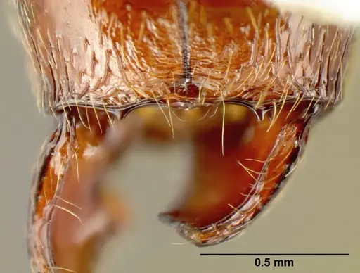 Pheidole gymnoceras specimen CASENT0608971 image casent0608971_2