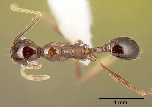Pheidole gymnoceras specimen CASENT0609233 image casent0609233_1