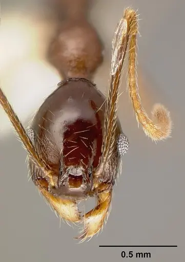 Pheidole gymnoceras specimen CASENT0609233 image casent0609233_2