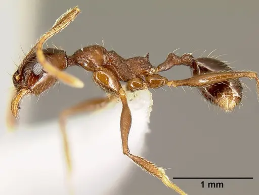 Pheidole gymnoceras specimen CASENT0609233 image casent0609233_3