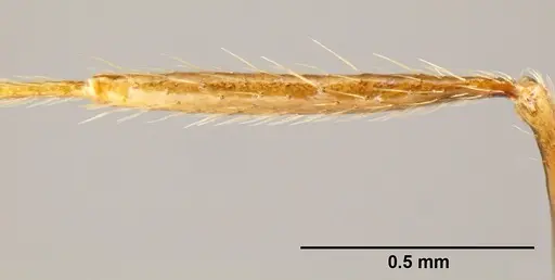 Pheidole gymnoceras specimen CASENT0609233 image casent0609233_4