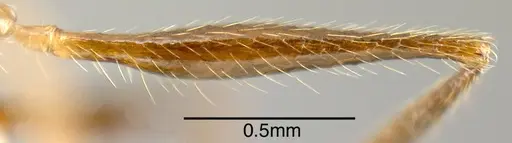 Pheidole gymnoceras specimen CASENT0610084 image casent0610084_1