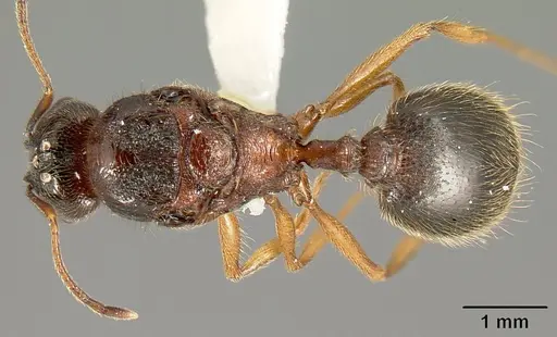 Pheidole gymnoceras specimen INB0003659250 image inb0003659250_1