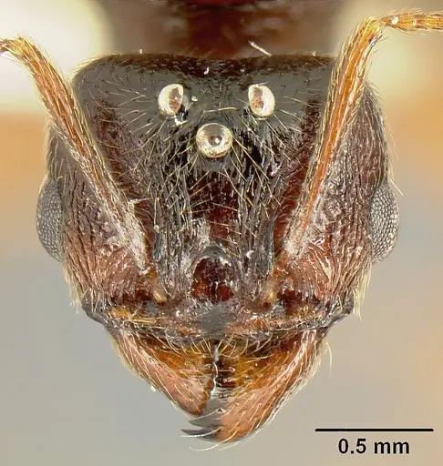 Pheidole gymnoceras specimen INB0003659250 image inb0003659250_2