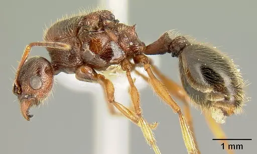 Pheidole gymnoceras specimen INB0003659250 image inb0003659250_3