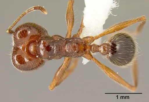 Pheidole gymnoceras specimen INB0003659251 image inb0003659251_1