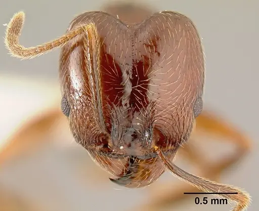 Pheidole gymnoceras specimen INB0003659251 image inb0003659251_2