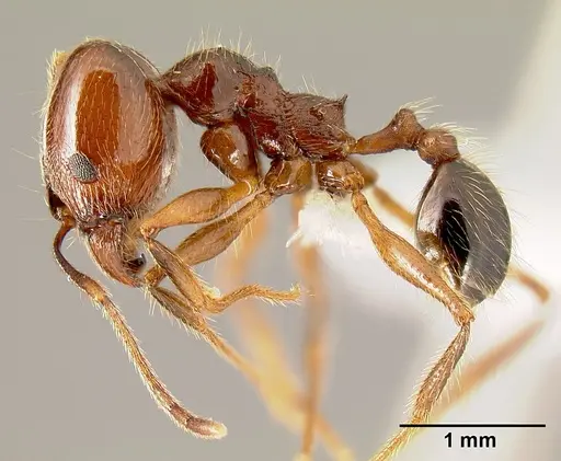 Pheidole gymnoceras specimen INB0003659251 image inb0003659251_3