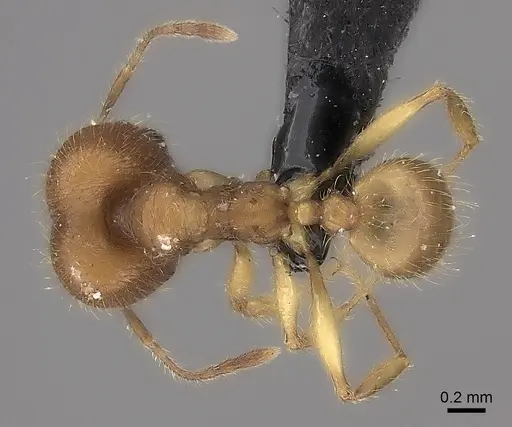 Pheidole haboka specimen CASENT0024377 image casent0024377_1