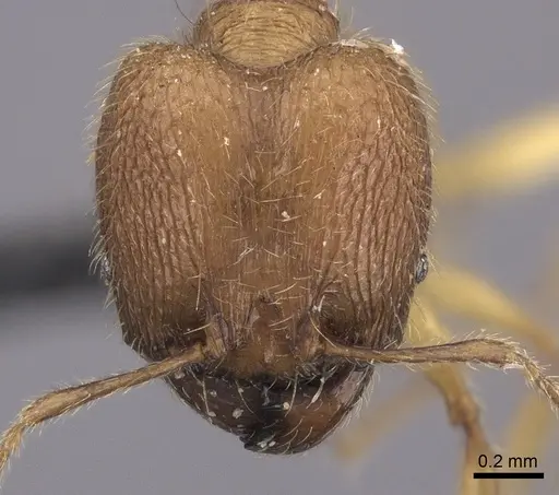 Pheidole haboka specimen CASENT0024377 image casent0024377_2