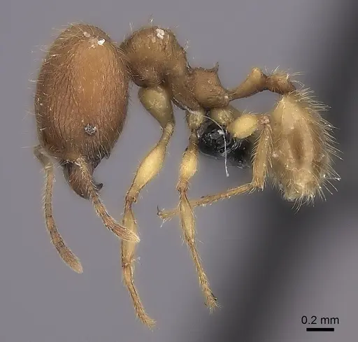 Pheidole haboka specimen CASENT0024377 image casent0024377_3